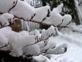 Lydia neige 04