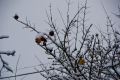 NEIGE2008-04