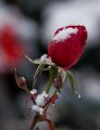 NEIGE2008-05