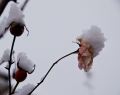 NEIGE2008-06