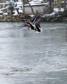 NEIGE2008-22