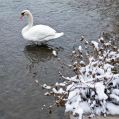 NEIGE2008-23