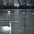 NEIGE2008-36