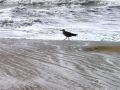 Mouette_sur_vague