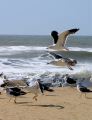 Mouettes_envol