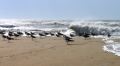Mouettes_et_vagues