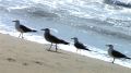marche_de_mouettes