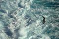 mouette_lydienne