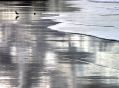 mouette_sur-reflets