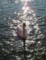 reflets_15