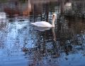 reflets_22