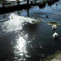 lydia_cygnes_nouv1