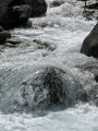 Torrents 01