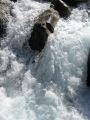 Torrents 07