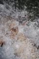 Torrents_59
